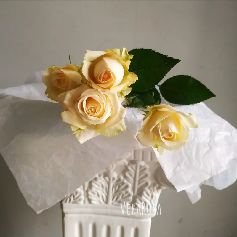 Кустовая роза бело-кремовая