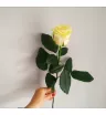 Белая роза 1