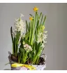 Весенний садик  Белый гиацинт 2