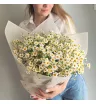 Полевые цветы
