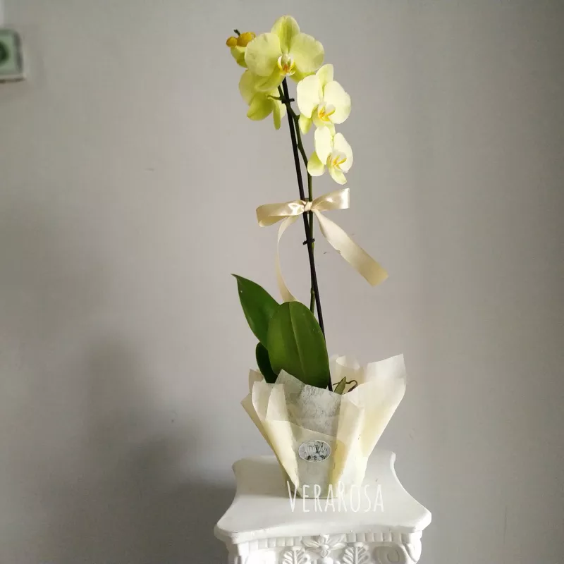 Орхидея Элиза