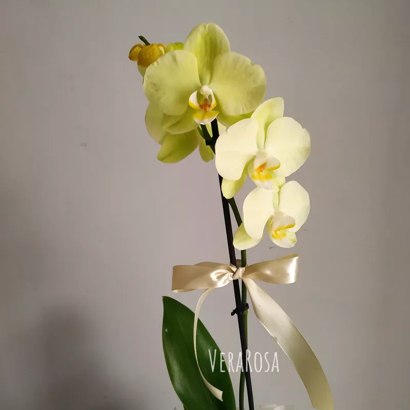 Орхидея Элиза 1