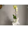 Орхидея Элиза 2