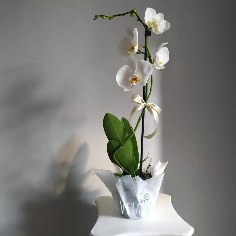 Орхидея Бьянка