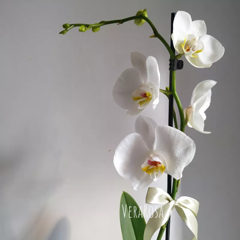 Орхидея Бьянка 1
