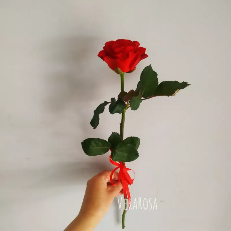 Роза Аллая 1