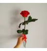 Роза Аллая 1