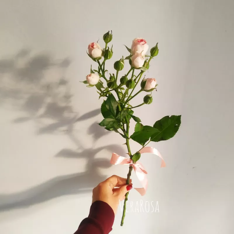 Нежно-розовая роза 1