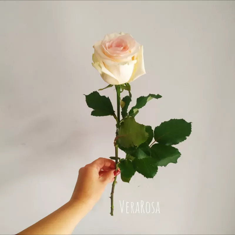 Роза бело-розовая 1